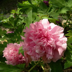 ����  ���� ����������� ���� ��������, ������ �� 731 ���