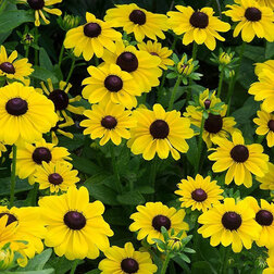 ����  �������� ����� ���� ����� (1��-1000�����) ���������������� ������, ������ �� 4000 ���