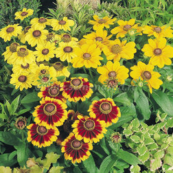 ����  �������� ����� ���� ���� (1��-1000�����) ���������������� ������, ������ �� 4000 ���