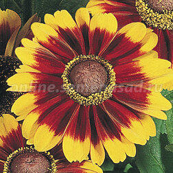 ����  �������� ����� ���� ������ (1��-250�����) ���������������� ������, ������ �� 1200 ���