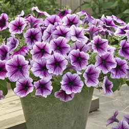 ����  ������� ��������� ����� ����� ���� (1��-250�����) ���������������� ������, ������ �� 6800 ���