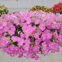 ����  ������� ��������� ����� ���� (1��-250�����) ���������������� ������, ������ �� 6800 ���