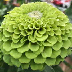 ����  ������ ����� ���� (1��-100��) ���������������� ������, ������ �� 1152 ���