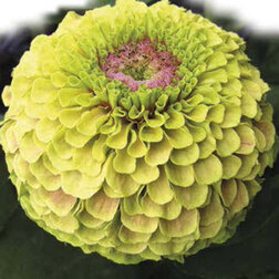 ����  ������ ����� ���� ��� ����� (1��-100��) ���������������� ������, ������ �� 1152 ���