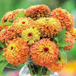 ����  ������ ����� ���� ����� (1��-100��) ���������������� ������, ������ �� 1152 ���