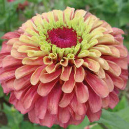 ����  ������ ����� ���� ��� (1��-100��) ���������������� ������, ������ �� 1152 ���