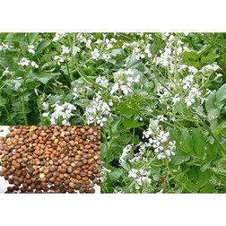 ����  ������ ��������� �����, ������ �� 484 ���