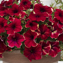 ����  ������� ����������� ��������� ���� (1��-1000�����) ���������������� ������, ������ �� 17600 ���