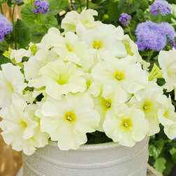 ����  ������� ����������� ����� ��� �� ����� ���� (1��-100�����) ���������������� ������, ������ �� 352 ���