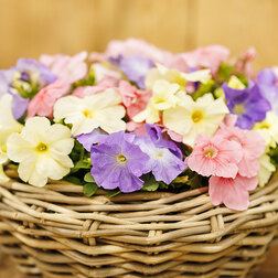 ����  ������� ����������� ����� ��� �� ������ ���� (1��-100�����) ���������������� ������, ������ �� 352 ���