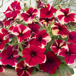 ����  ������� ����������� ��������� ��������� (1��-100�����) ���������������� ������, ������ �� 1920 ���