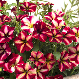 ����  ������� ����������� ��������� �������� (1��-100�����) ���������������� ������, ������ �� 1920 ���