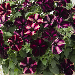 ����  ������� ����������� ��������� ������� (1��-100�����) ���������������� ������, ������ �� 1920 ���