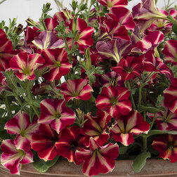 ����  ������� ����������� ��������� ���� (1��-100�����) ���������������� ������, ������ �� 1920 ���