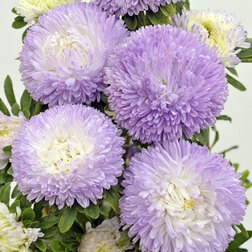 ����  ����� ����� ������� ��� (1��-3��) ���������������� ������, ������ �� 720 ���