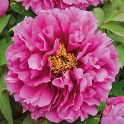 ����  ���� ����������� ϸ�� ��������� �����, ������ �� 731 ���