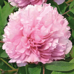 ����  ���� ����������� ������� ��, ������ �� 731 ���