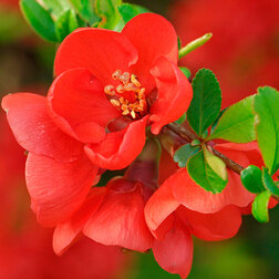 ����  ���� �������� (���������) ��� ������, ������ �� 850 ���