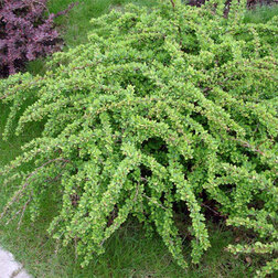 ����  �������� �������� ���� ������, ������ �� 510 ���