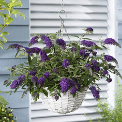 ����  ������� ������ ������� ���� (����� �����), ������ �� 680 ���