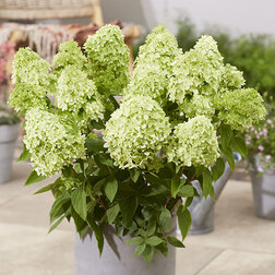 ����  ��������� ����������� ���� ���� (����� �����), ������ �� 799 ���