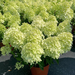 ����  ��������� ����������� ��� ���� (����� �����), ������ �� 799 ���