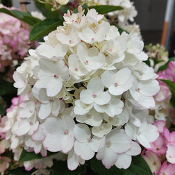 ����  ��������� ����������� ����� ���� (����� �����), ������ �� 799 ���