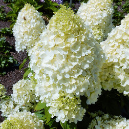 ����  ��������� ����������� �������� ���������� (����� �����), ������ �� 654 ���