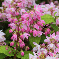 ����  ������ ������������ �������� ���, ������ �� 595 ���