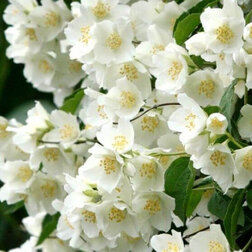 ����  ������ ������� (��������) ���� �����, ������ �� 510 ���