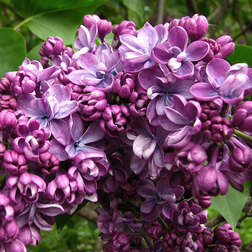 ����  ������ ������������ ��������, ������ �� 595 ���