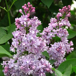 ����  ������ ������������ ������ � ��������, ������ �� 595 ���