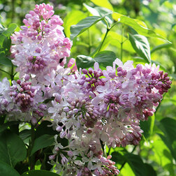 ����  ������ ������������ �������, ������ �� 595 ���