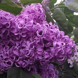 ����  ������ ������������ �������� ��������, ������ �� 595 ���