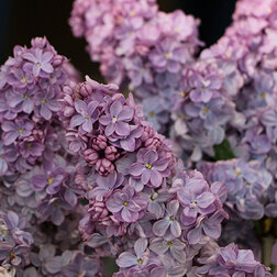 ����  ������ ������������ �������� ������, ������ �� 595 ���