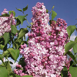 ����  ������ ������������ �������, ������ �� 595 ���