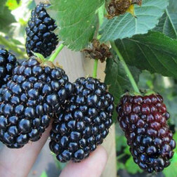 ����  ������� ���� ���� (���������), ������ �� 489 ���