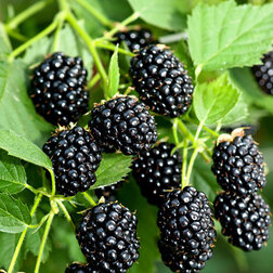 ����  ������� ��� (���������), ������ �� 489 ���