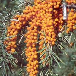 ����  �������� �������, ������ �� 369 ���