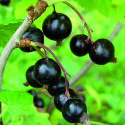 ����  ��������� ������ ������, ������ �� 259 ���