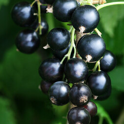 ����  ��������� ������ ��������, ������ �� 259 ���