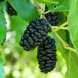 ����  ��������� ������ �������� �����������, ������ �� 1619 ���