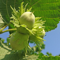 ����  ������ (������ ������������) ��������� (� �����), ������ �� 748 ���