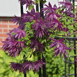 ����  �������� ������������ ϸ�� ��������, ������ �� 1869 ���