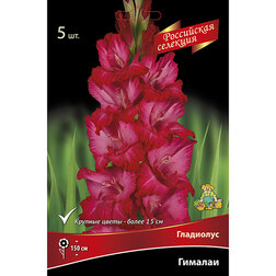 ����  ��������� �������, ������ �� 595 ���