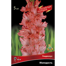 ����  ��������� ���������, ������ �� 595 ���