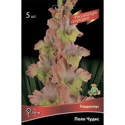 ����  ��������� ���� �����, ������ �� 637 ���