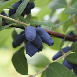 ����  ��������� ��������� �����, ������ �� 349 ���