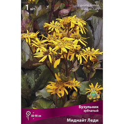 ����  ��������� �������� ������� ����, ������ �� 370 ���