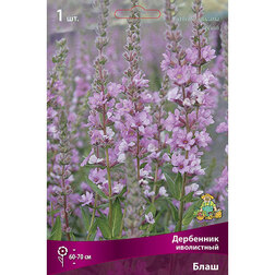 ����  ��������� ���������� ����, ������ �� 445 ���